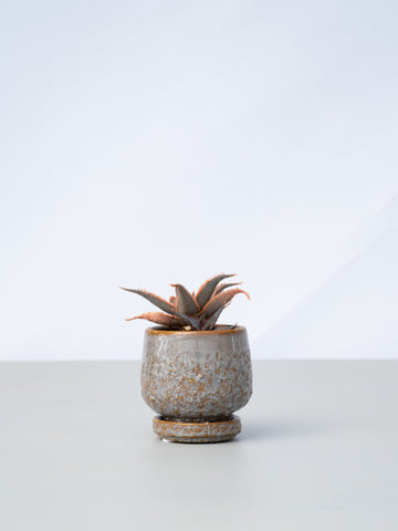 【一点もの】アロエ・hybレッドソー Table-S