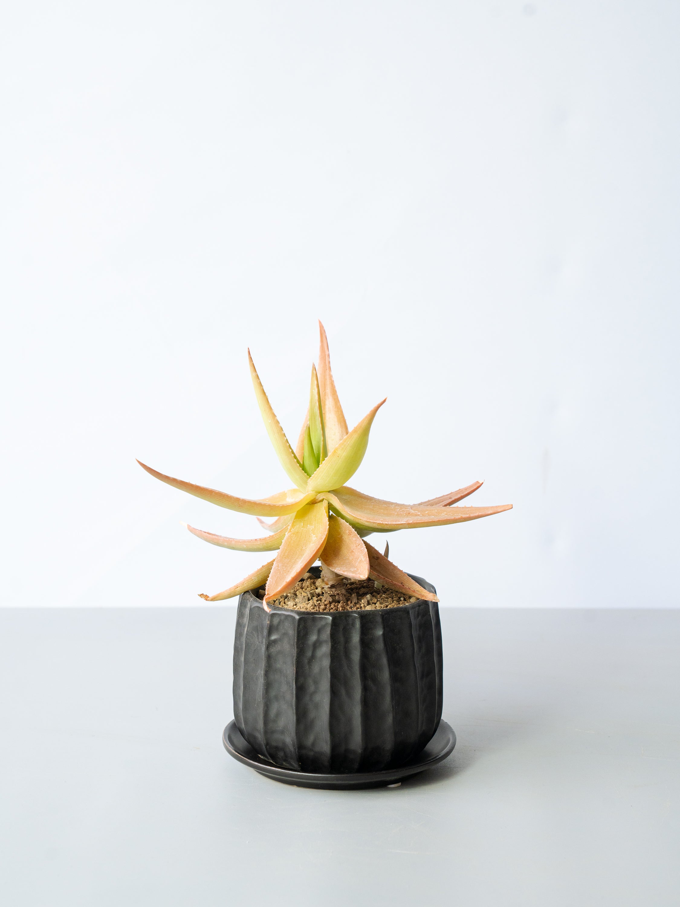 【一点もの】アロエ・デルトイデオドンタvarファラックス Table-L