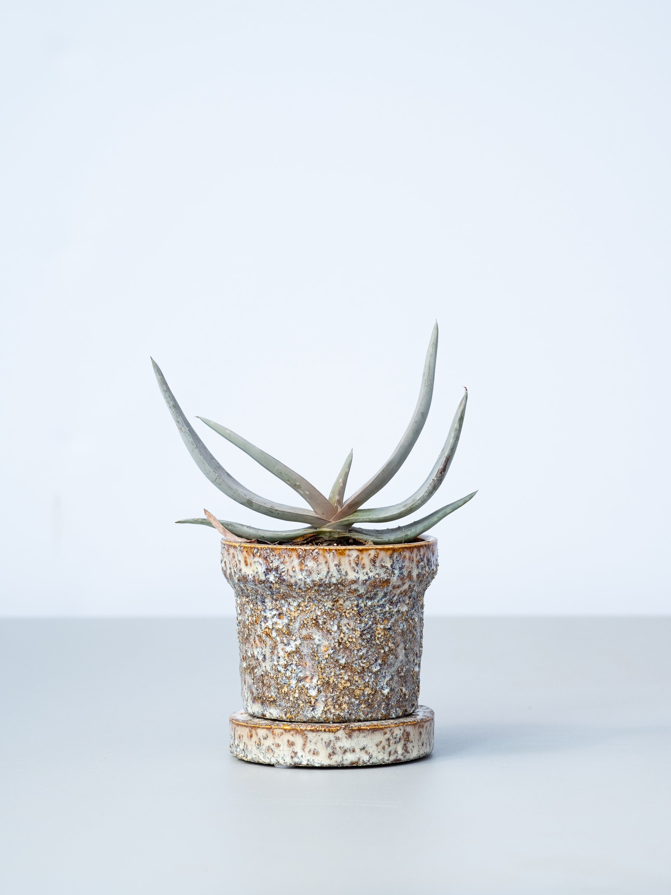 【一点もの】アロエ・デュファレンシス  Table-S #1