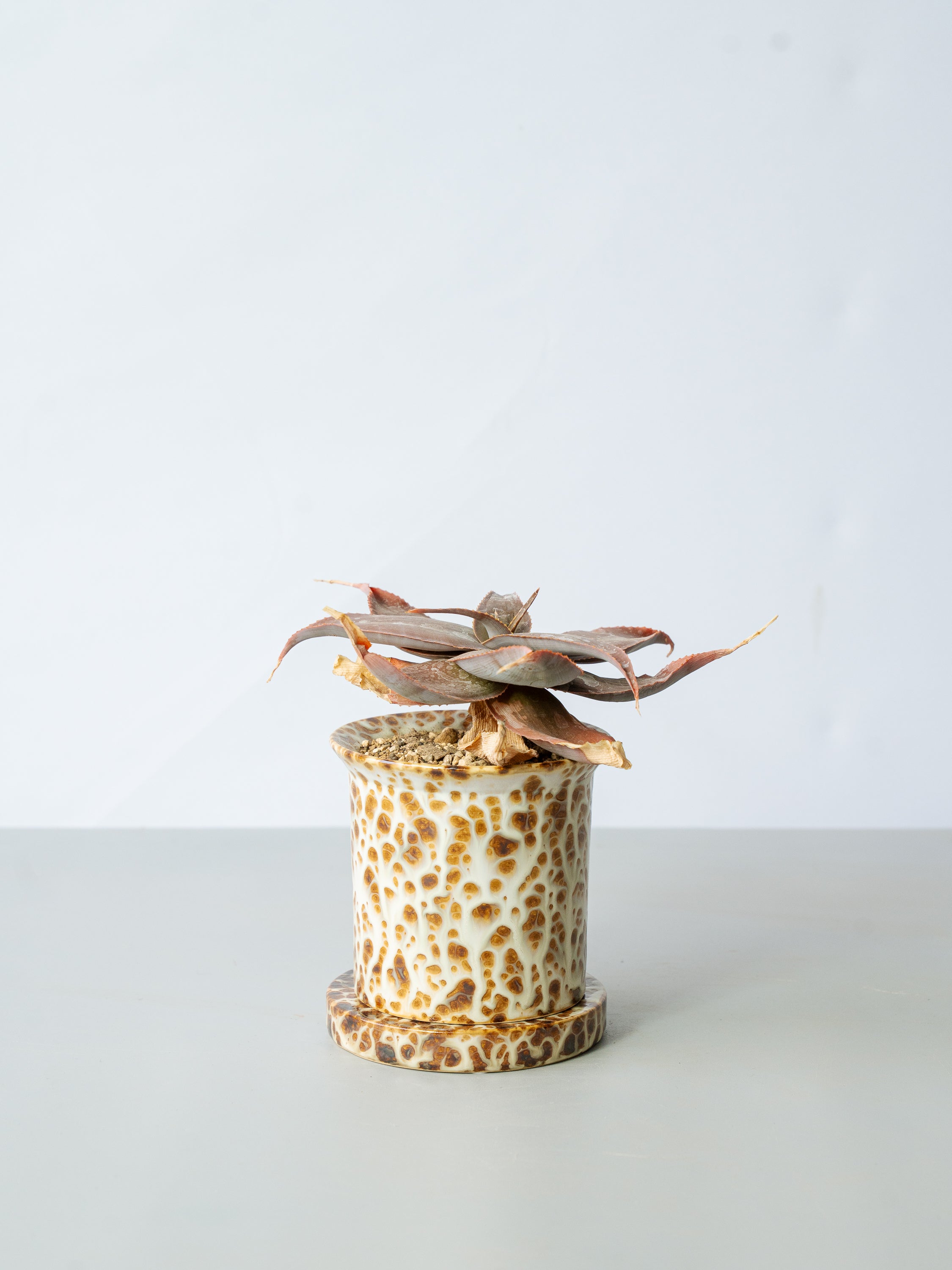 【一点もの】アロエ・イマロテンシスSP Table-M