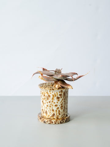 【一点もの】アロエ・イマロテンシスSP Table-M