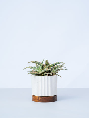 【一点もの】アロエ・サイドワインダー Table-L #1