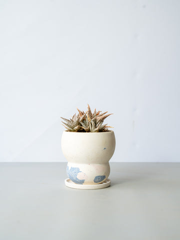 【一点もの】アロエ・スノーフレーク Table-M