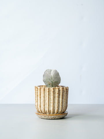 【一点もの】アストロフィツム・ランポー恩塚 3綾 Table-M  #1