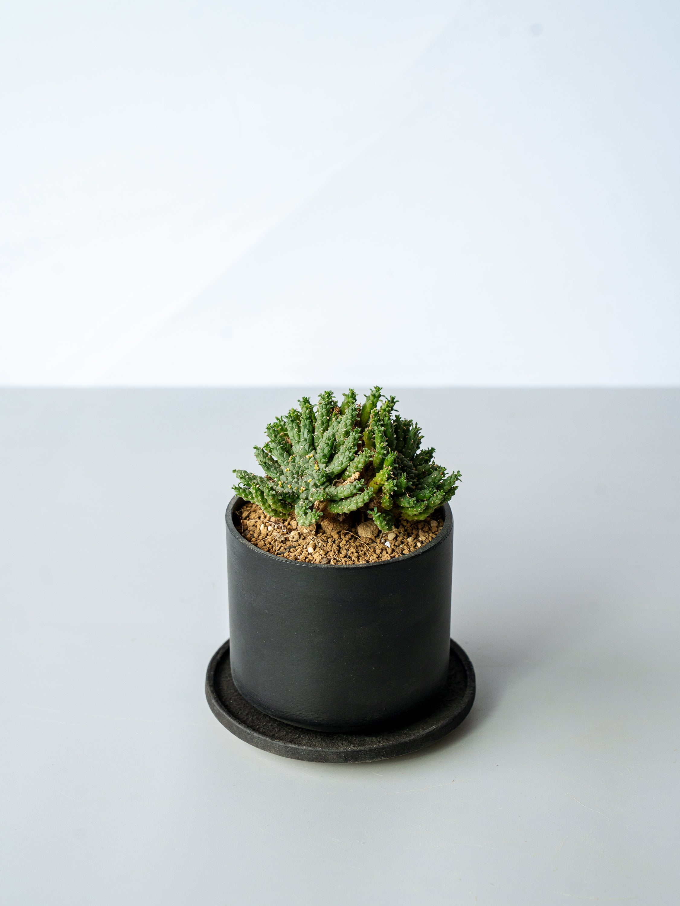 【一点もの】ユーフォルビア・ゴルゴニス Table-M #1