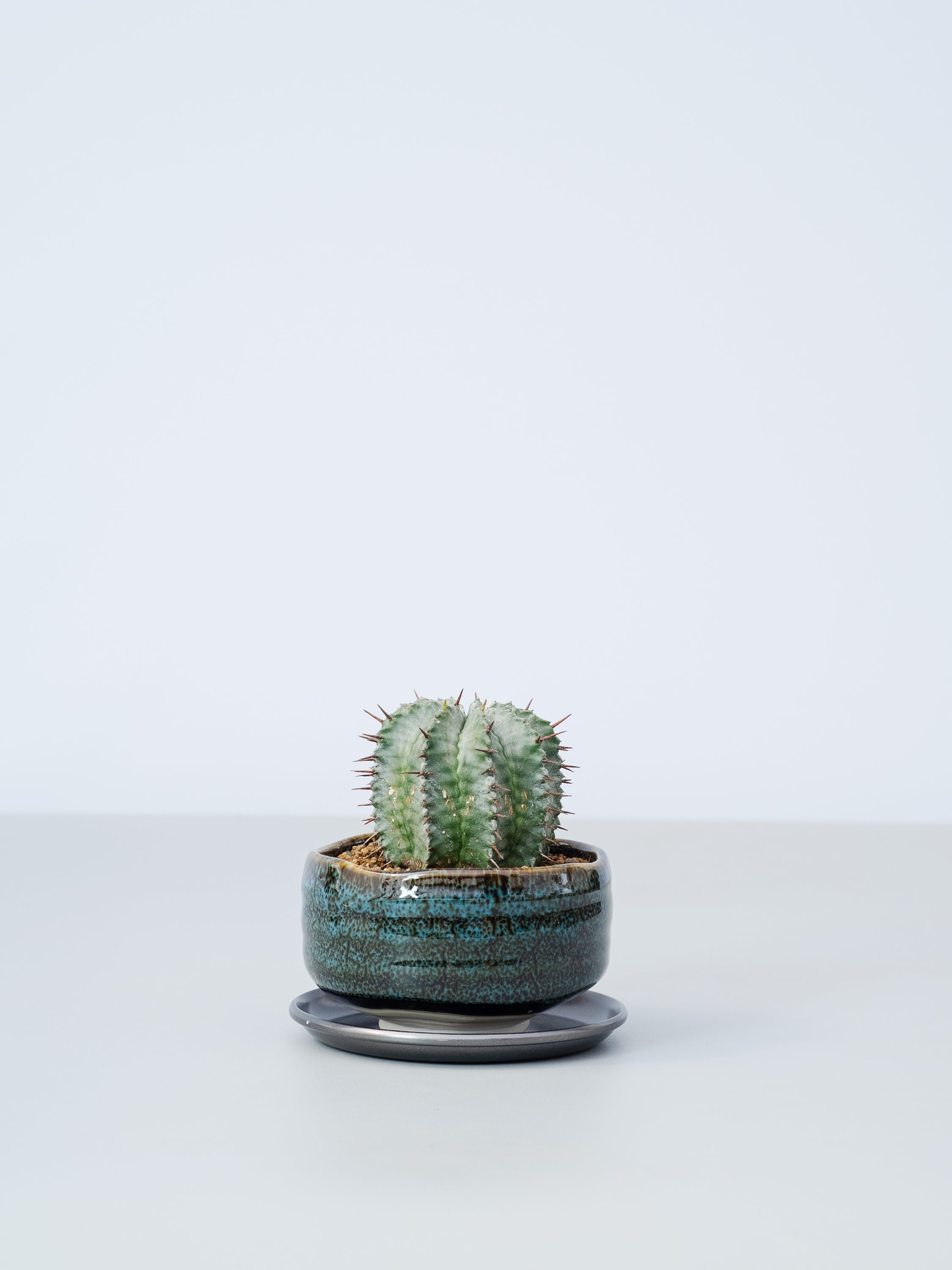 【一点もの】ユーフォルビア・ホリダ錦実生 Table-M #1