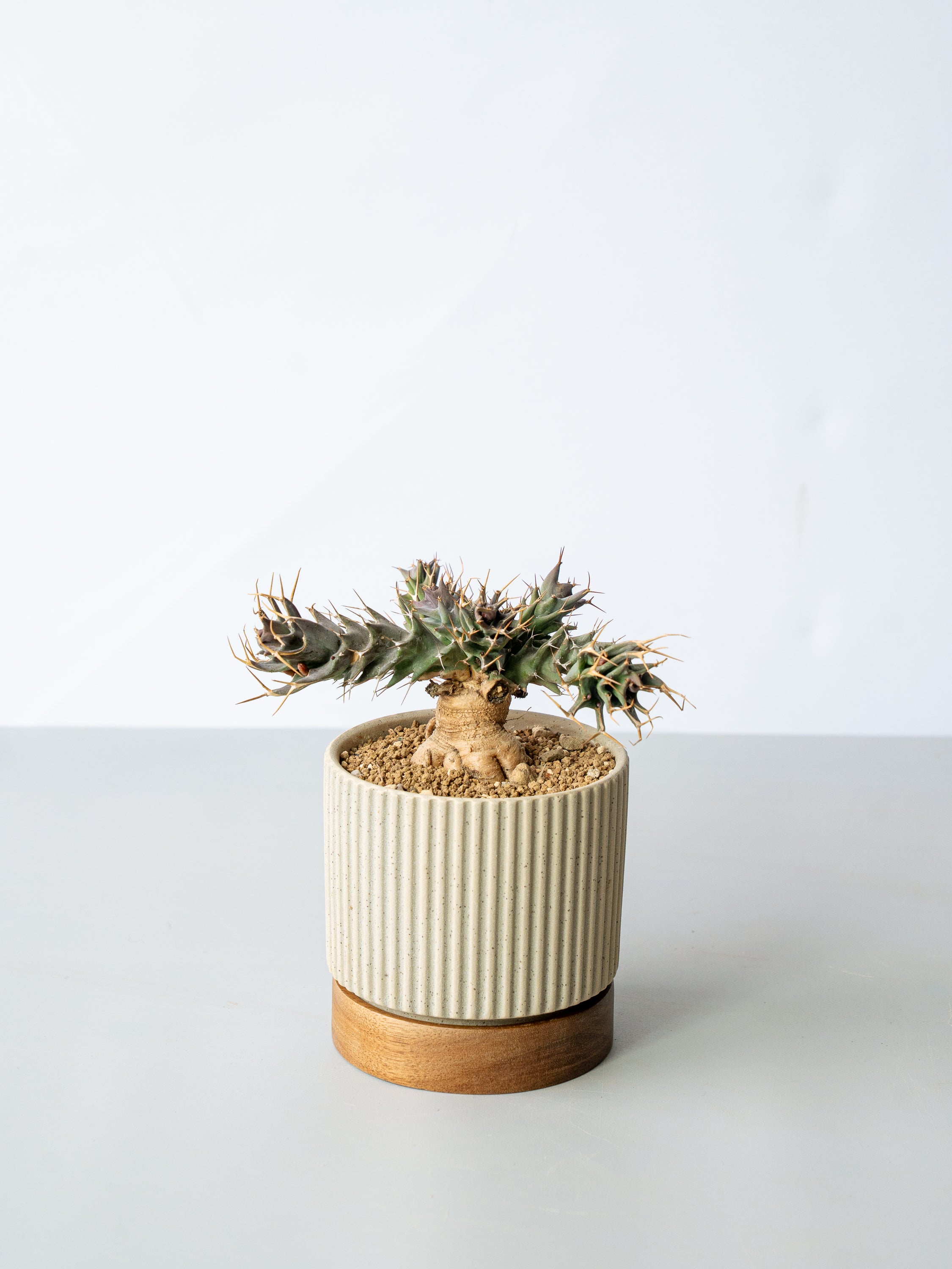 【一点もの】ユーフォルビア・トルチラマ  Table-M #1