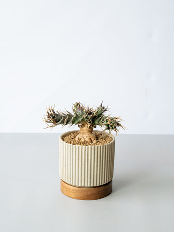 【一点もの】ユーフォルビア・トルチラマ  Table-M #1