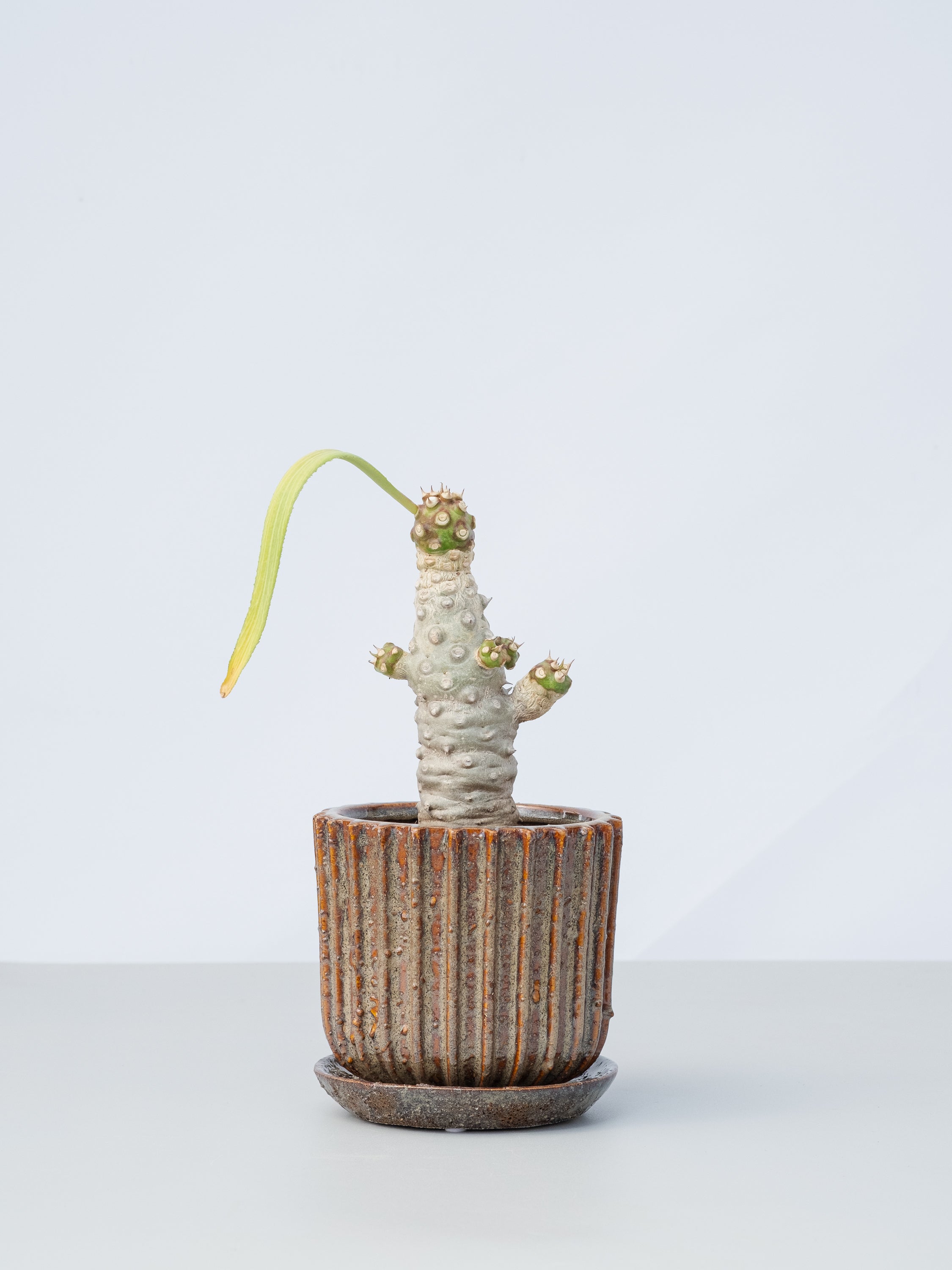 【一点もの】ユーフォルビア・ベネニフィカ Table-L #1