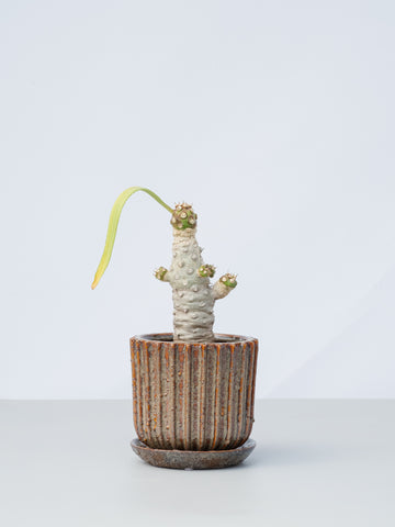 【一点もの】ユーフォルビア・ベネニフィカ Table-L #1