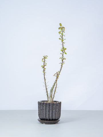 【一点もの】フォークイエリア・ファシクラータ Table-M