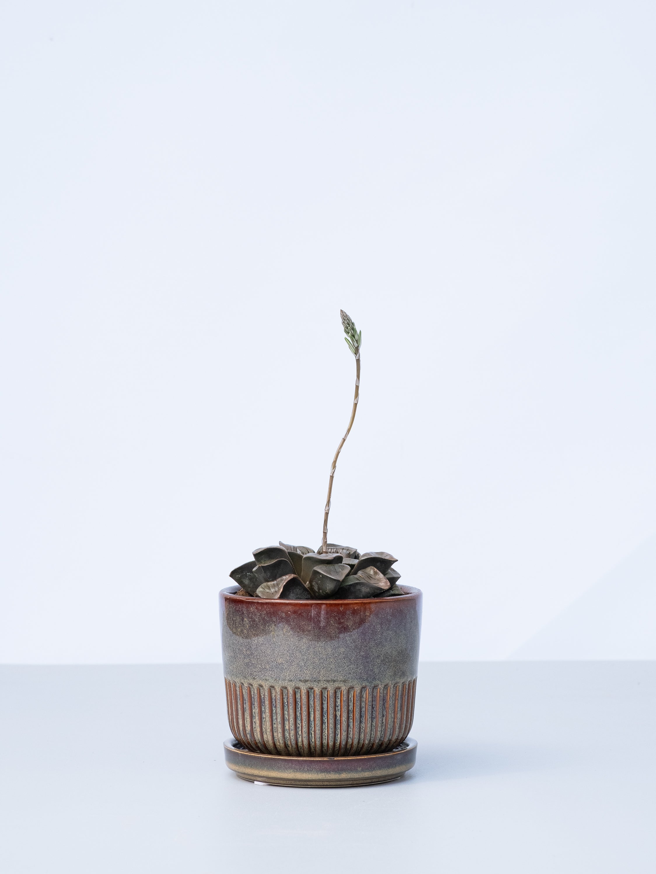 【一点もの】ハオルチア・hybコンプト x スプリング  Table-M