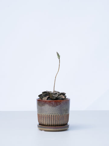 【一点もの】ハオルチア・hybコンプト x スプリング  Table-M