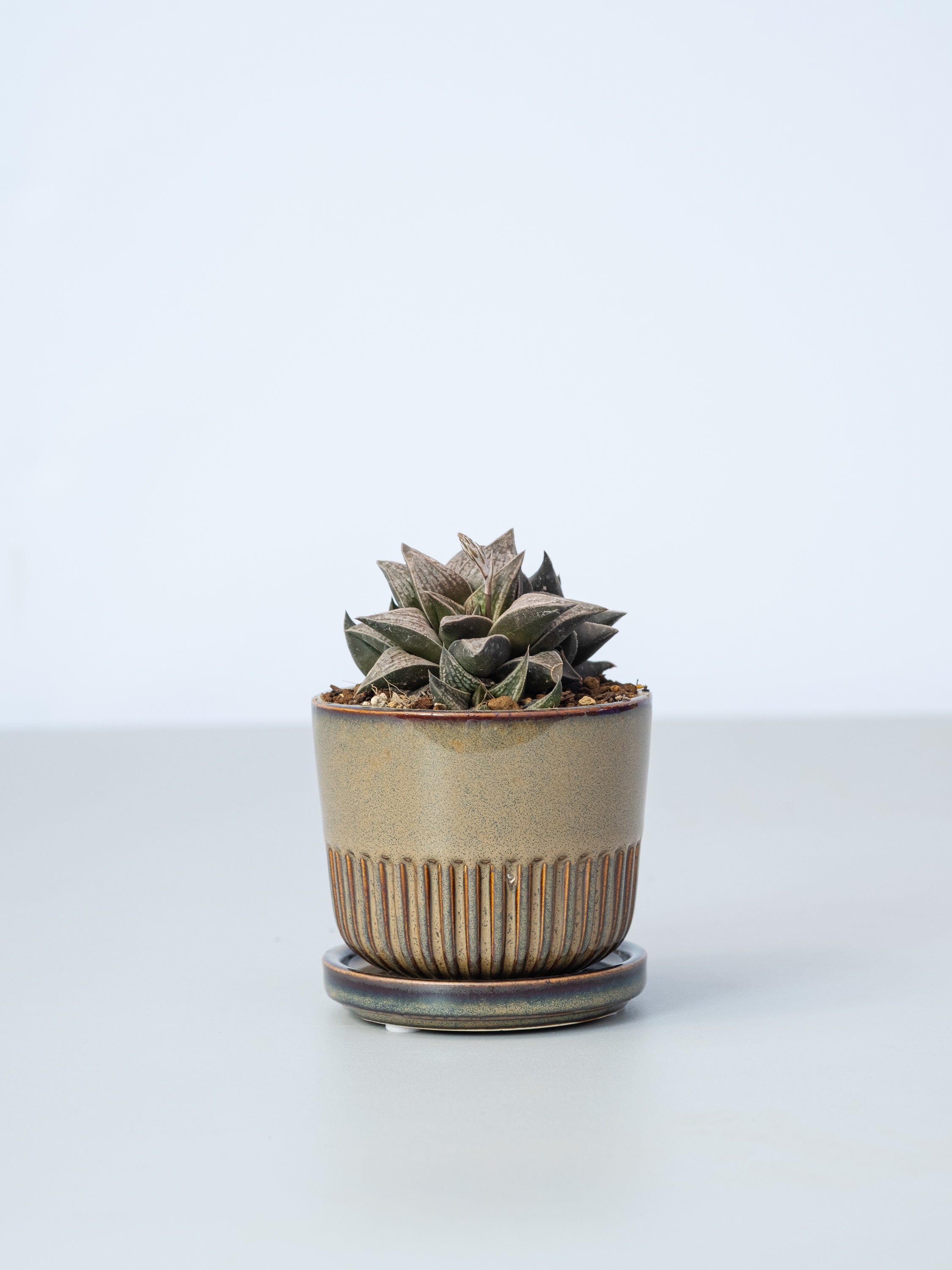 【一点もの】ハオルチア・hybジョイスプリング  Table-S