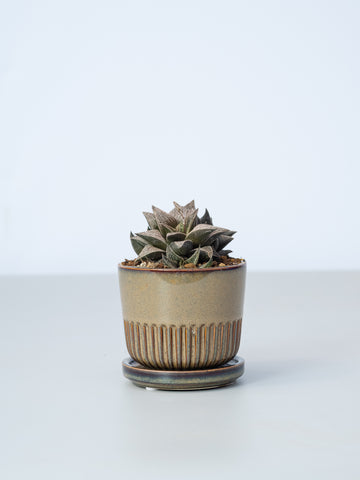 【一点もの】ハオルチア・hybジョイスプリング  Table-S