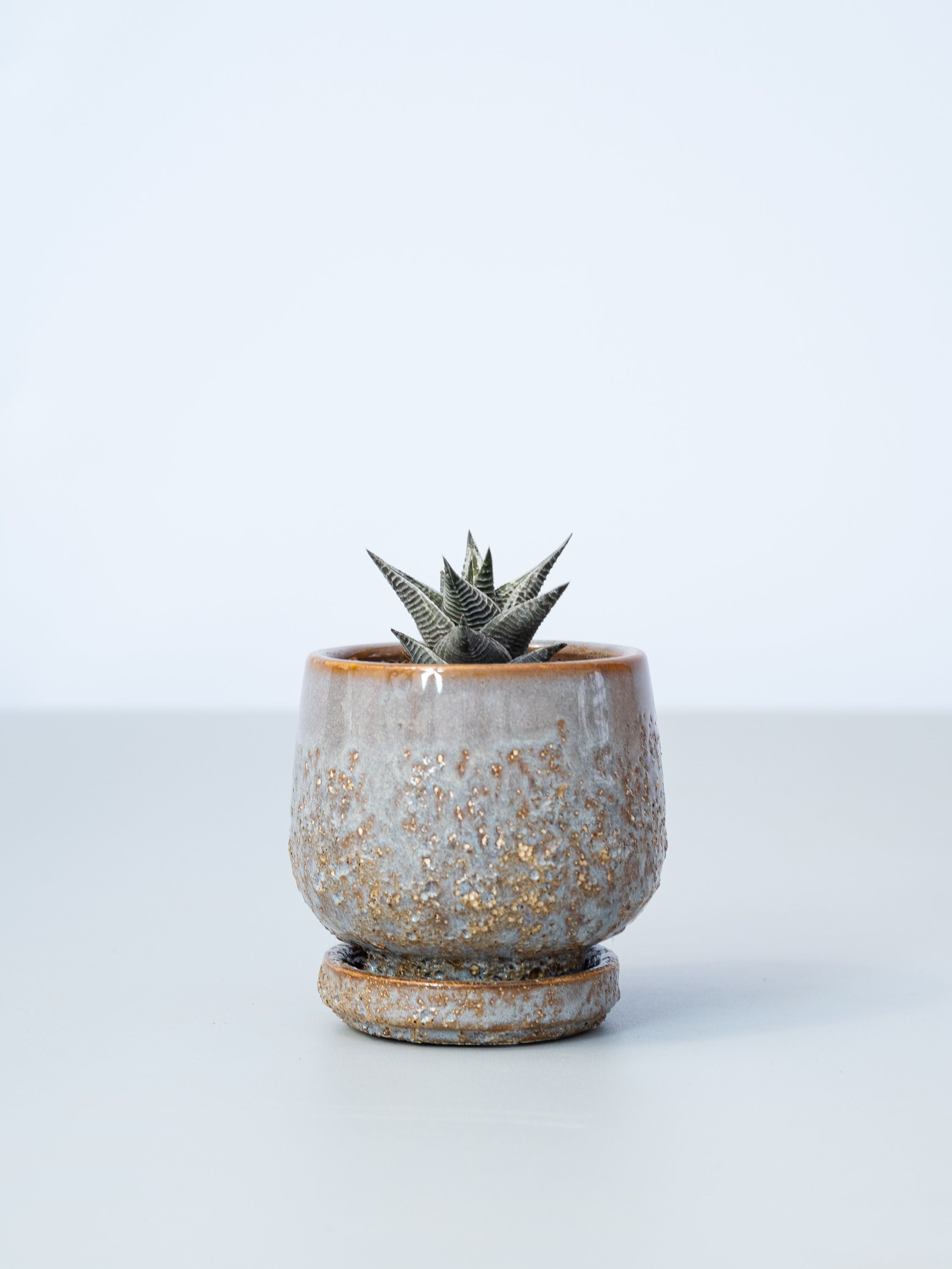 【一点もの】ハオルチア・リミフォリア錦  Table-S #1