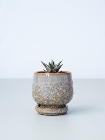 【一点もの】ハオルチア・リミフォリア錦  Table-S #1