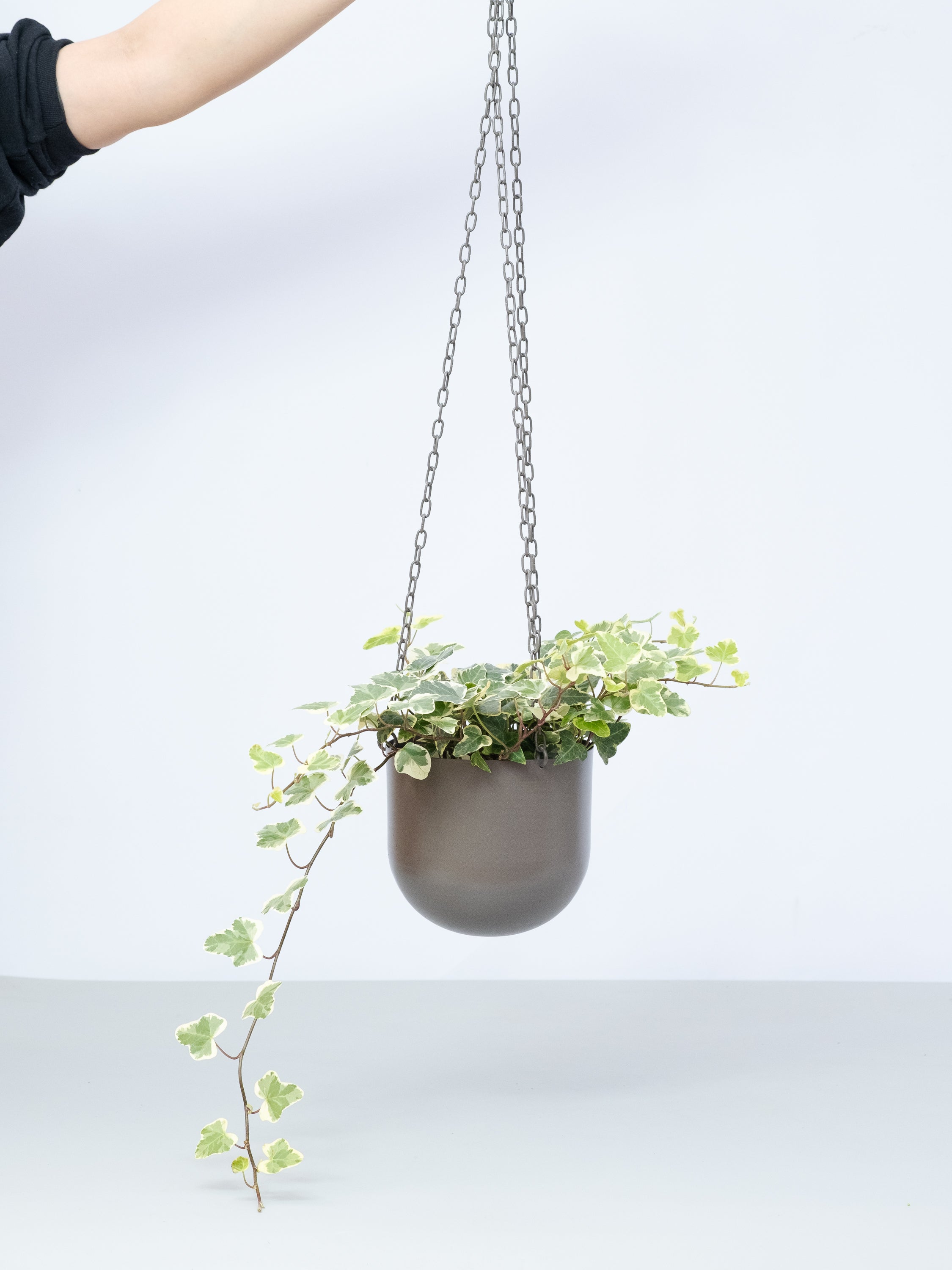 【一点もの】ヘデラ -ハンギング-