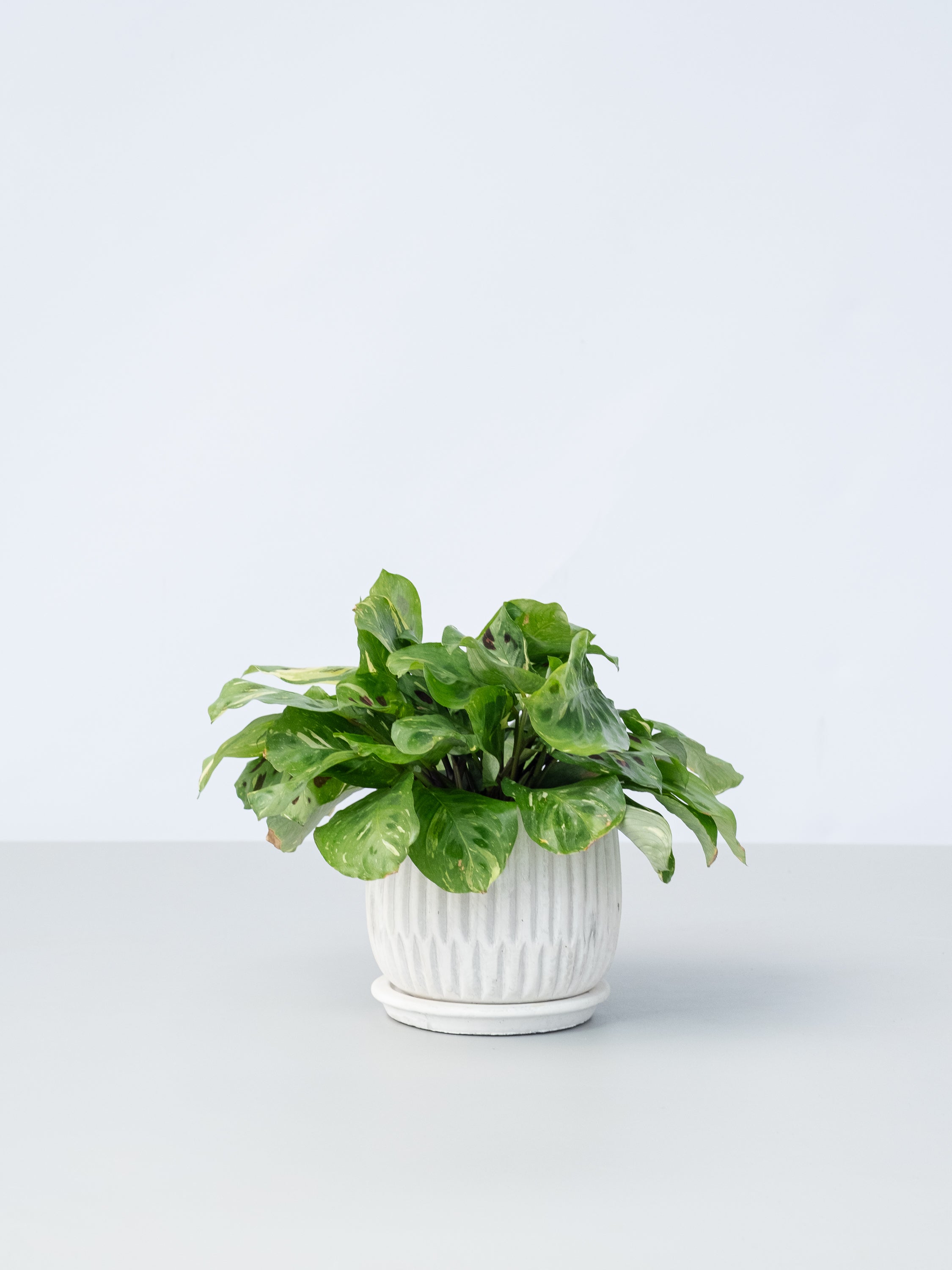 【一点もの】マランタ・ケルコビアナ バリエガータ Table-M #2