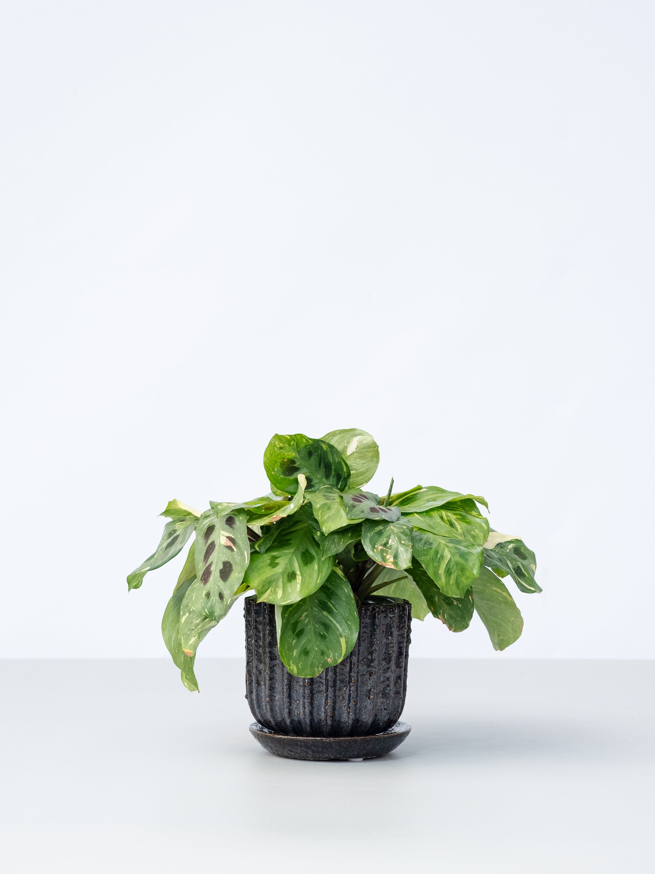 【一点もの】マランタ・ケルコビアナ バリエガータ Table-M #3