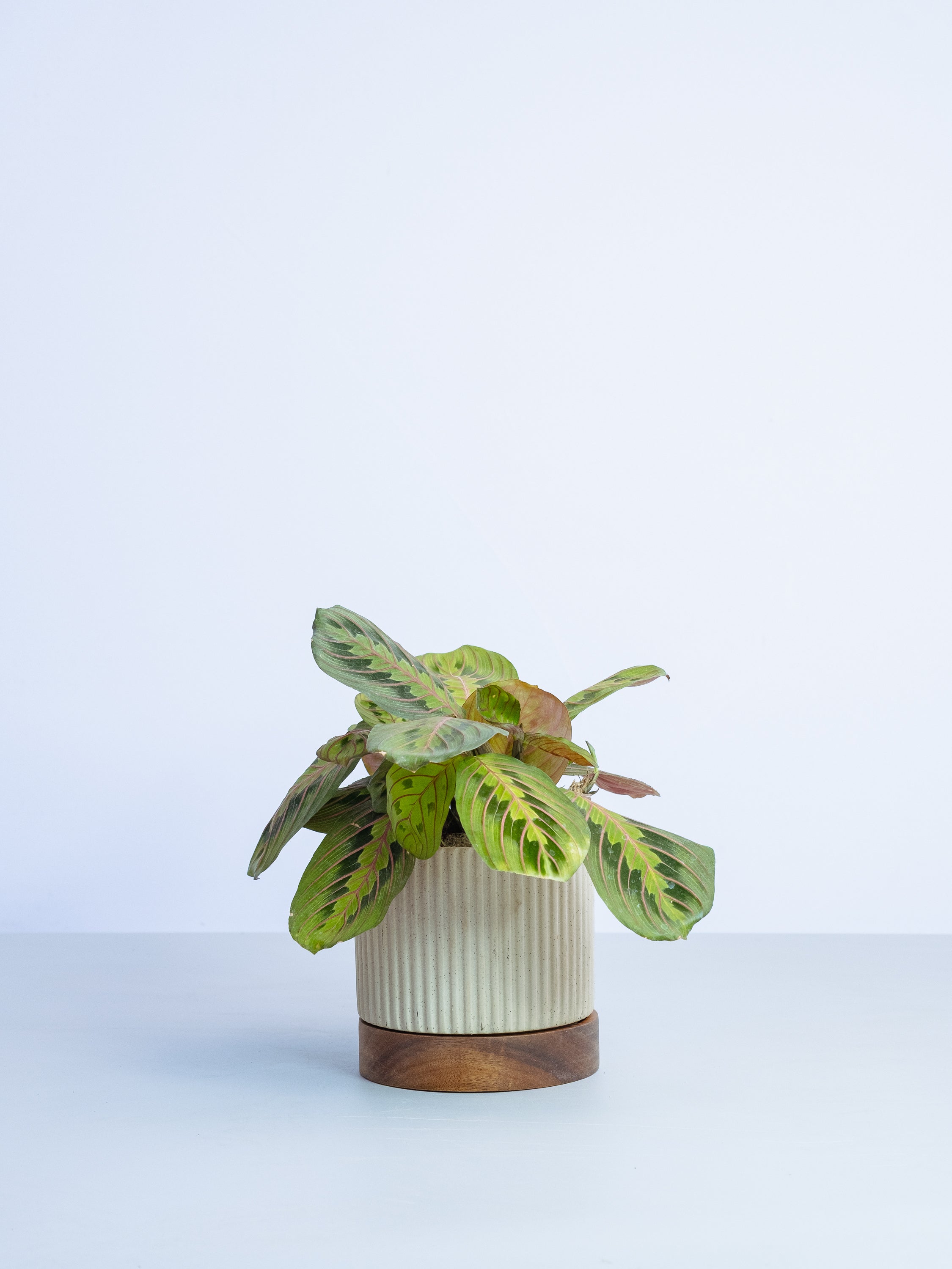 【一点もの】マランタ・レウコネウラ Table-L #1