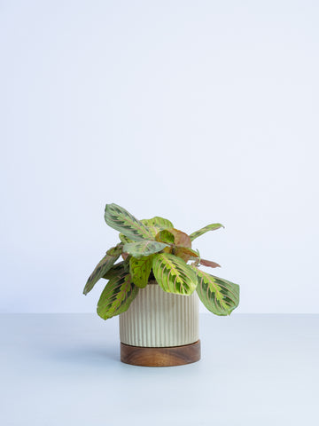 【一点もの】マランタ・レウコネウラ Table-L #1