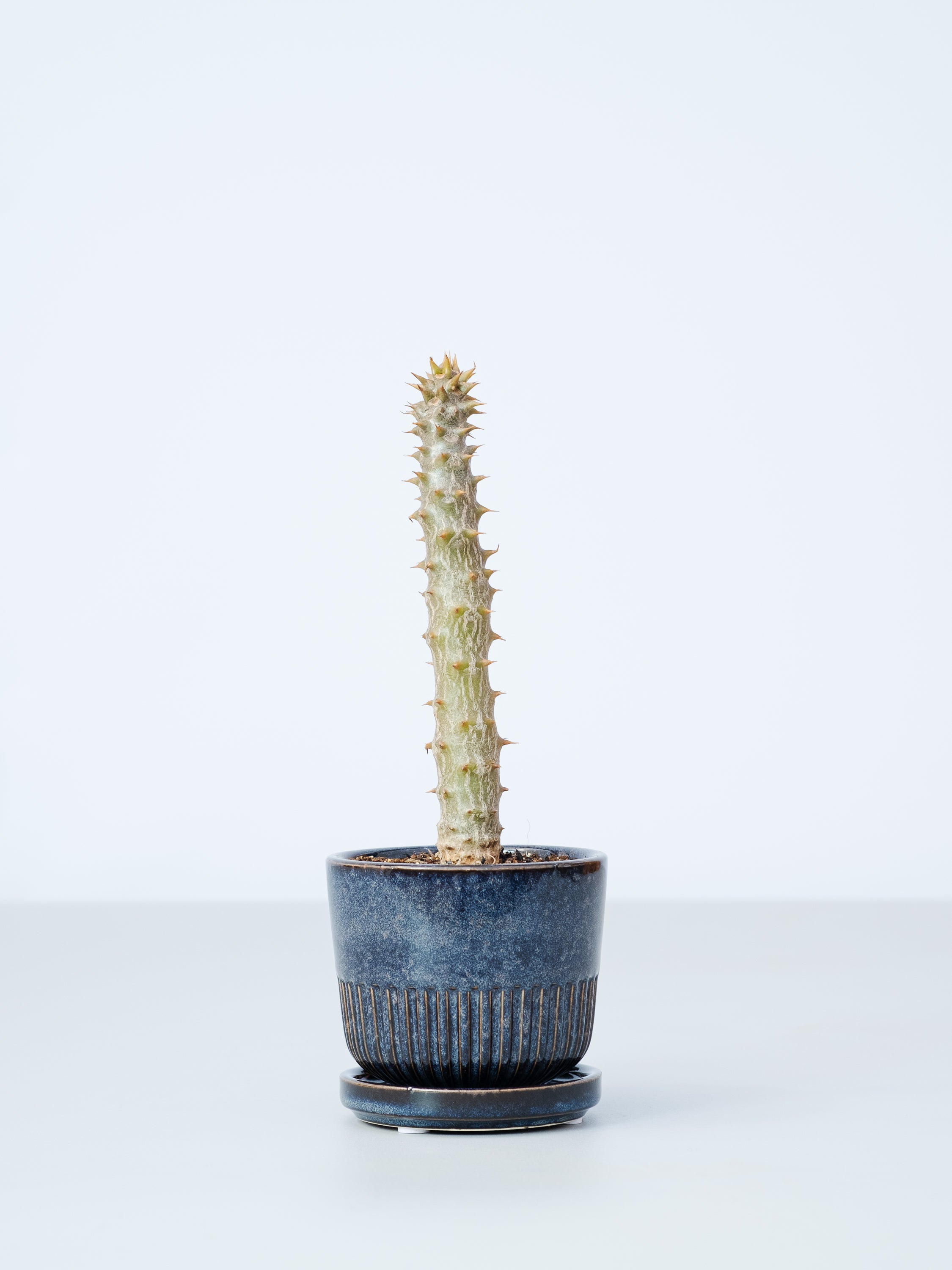 【一点もの】パキポディウム・バロニー  Table-S #2