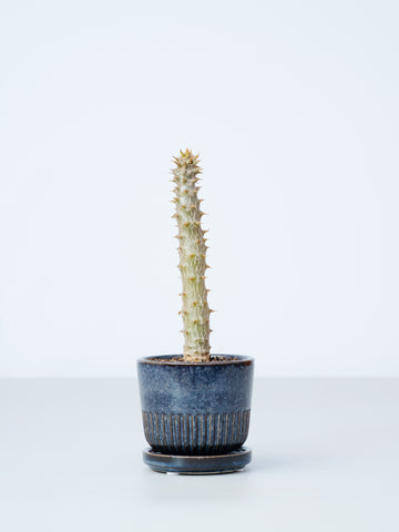 【一点もの】パキポディウム・バロニー  Table-S #2