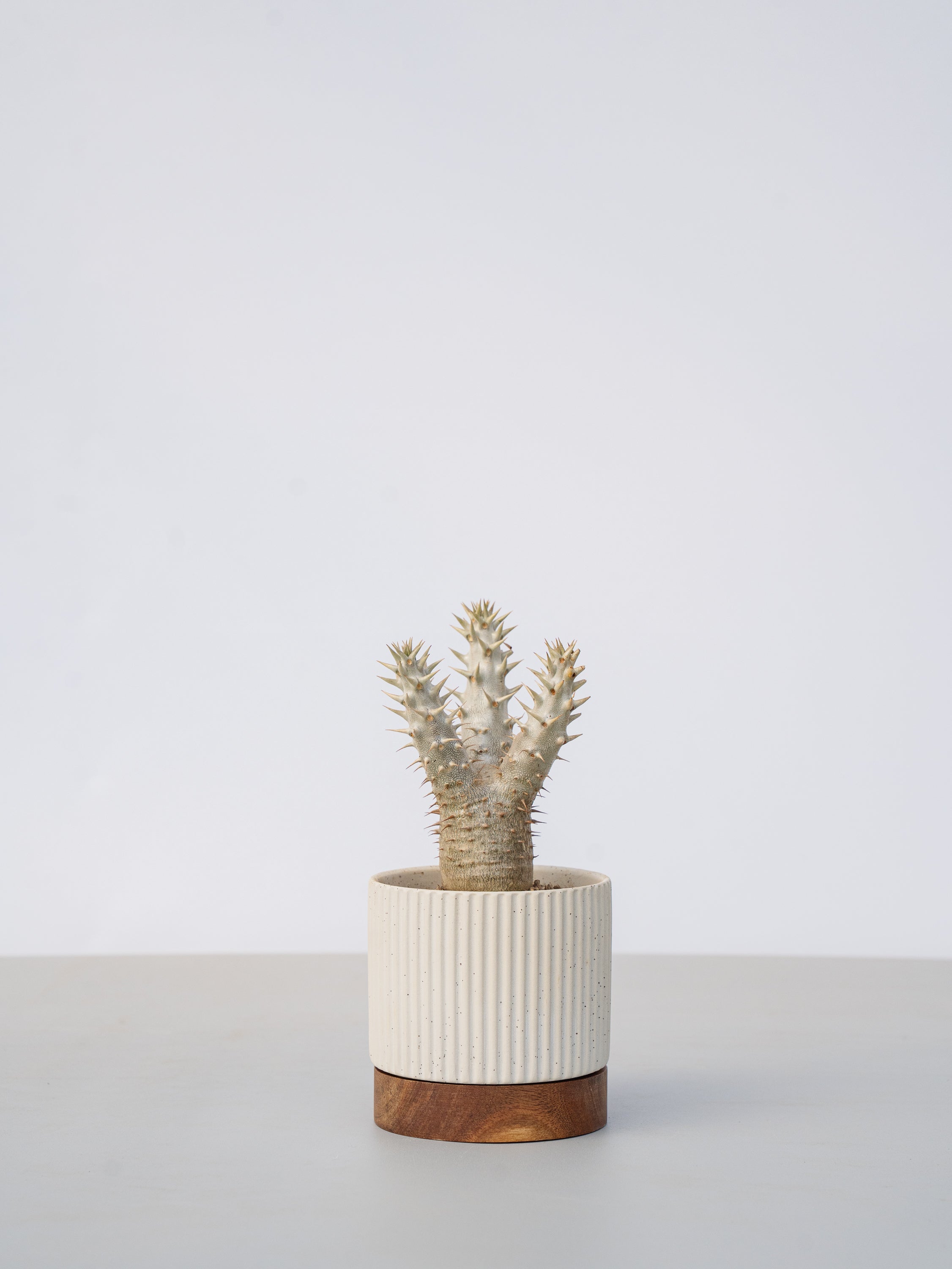 【一点もの】パキポディウム デンシフローラム Table-M #1