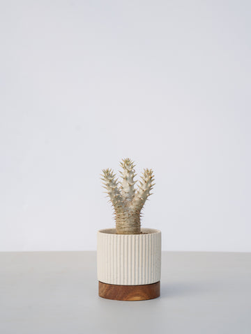 【一点もの】パキポディウム デンシフローラム Table-M #1