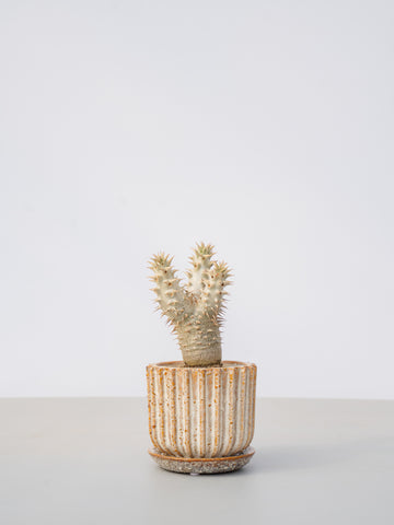 【一点もの】パキポディウム デンシフローラム Table-M #6