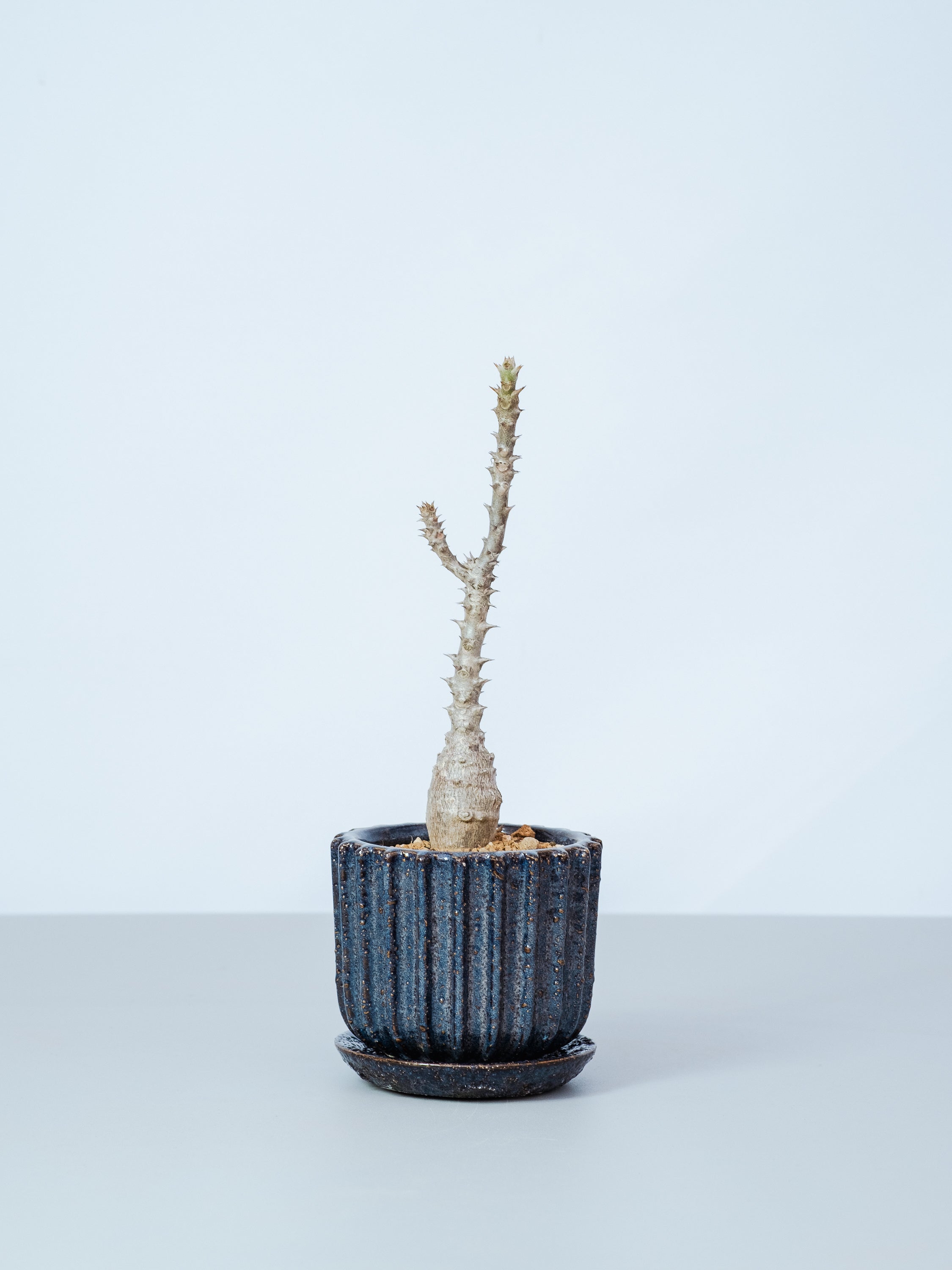 【一点もの】パキポディウム　ウィンゾリー Table-M #1