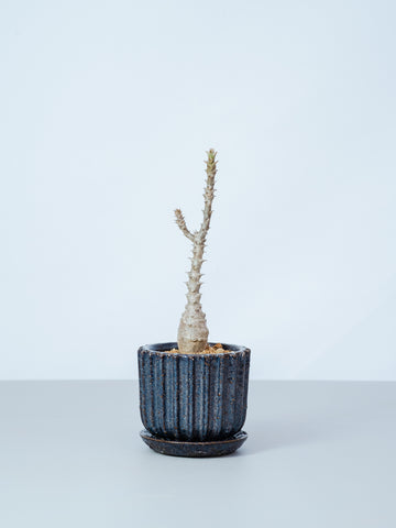 【一点もの】パキポディウム　ウィンゾリー Table-M #1