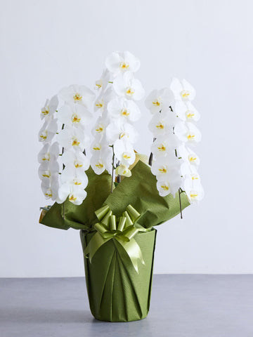 胡蝶蘭 3本立 33輪以上 -green-