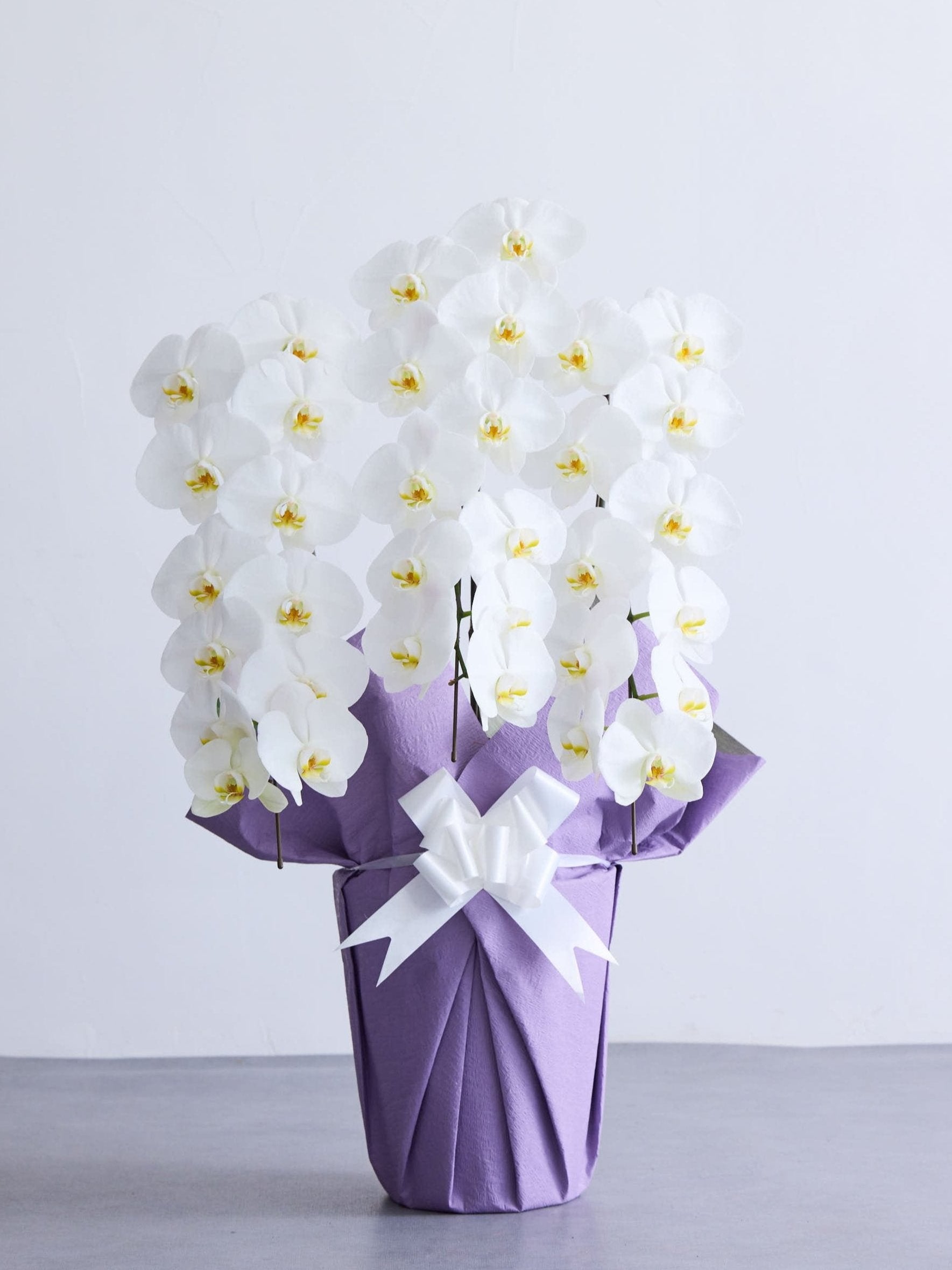 【お供え用】胡蝶蘭 3本立 33輪以上 -purple-
