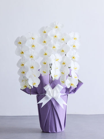 【お供え用】胡蝶蘭 3本立 33輪以上 -purple-