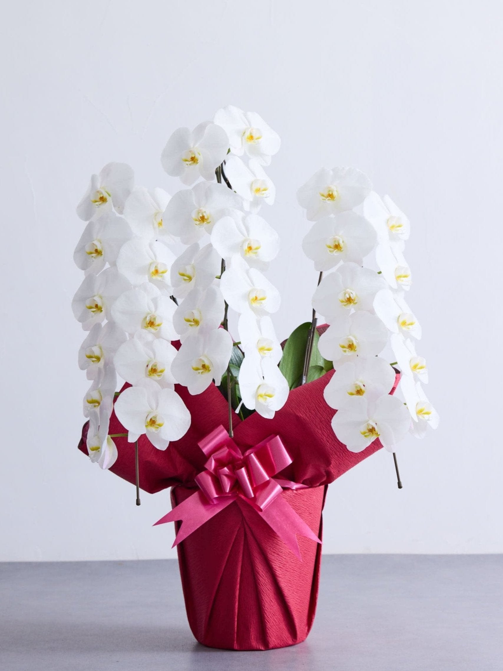 胡蝶蘭 3本立 33輪以上 -red-