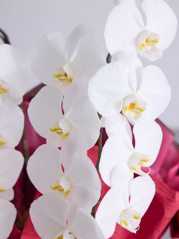 【お供え用】胡蝶蘭 2本立 16輪以上 -purple-