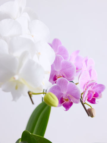 胡蝶蘭ミディ3本立 MIX