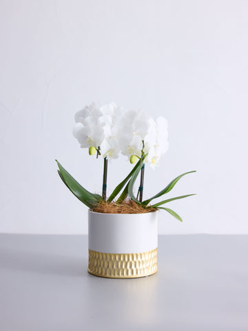 胡蝶蘭ミディ2本立 ホワイト