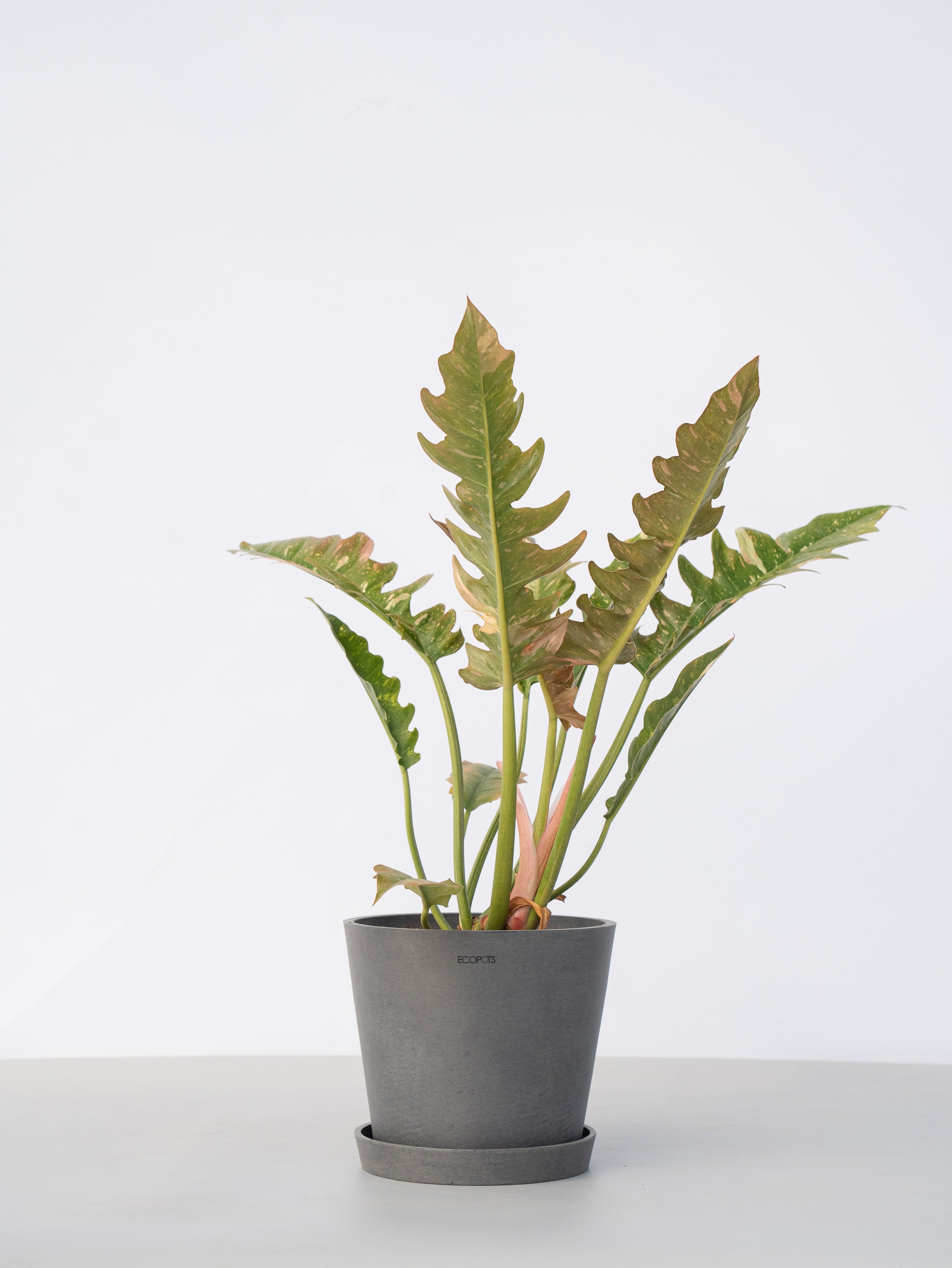 【一点もの】フィロデンドロン・リングオブファイヤー S #7