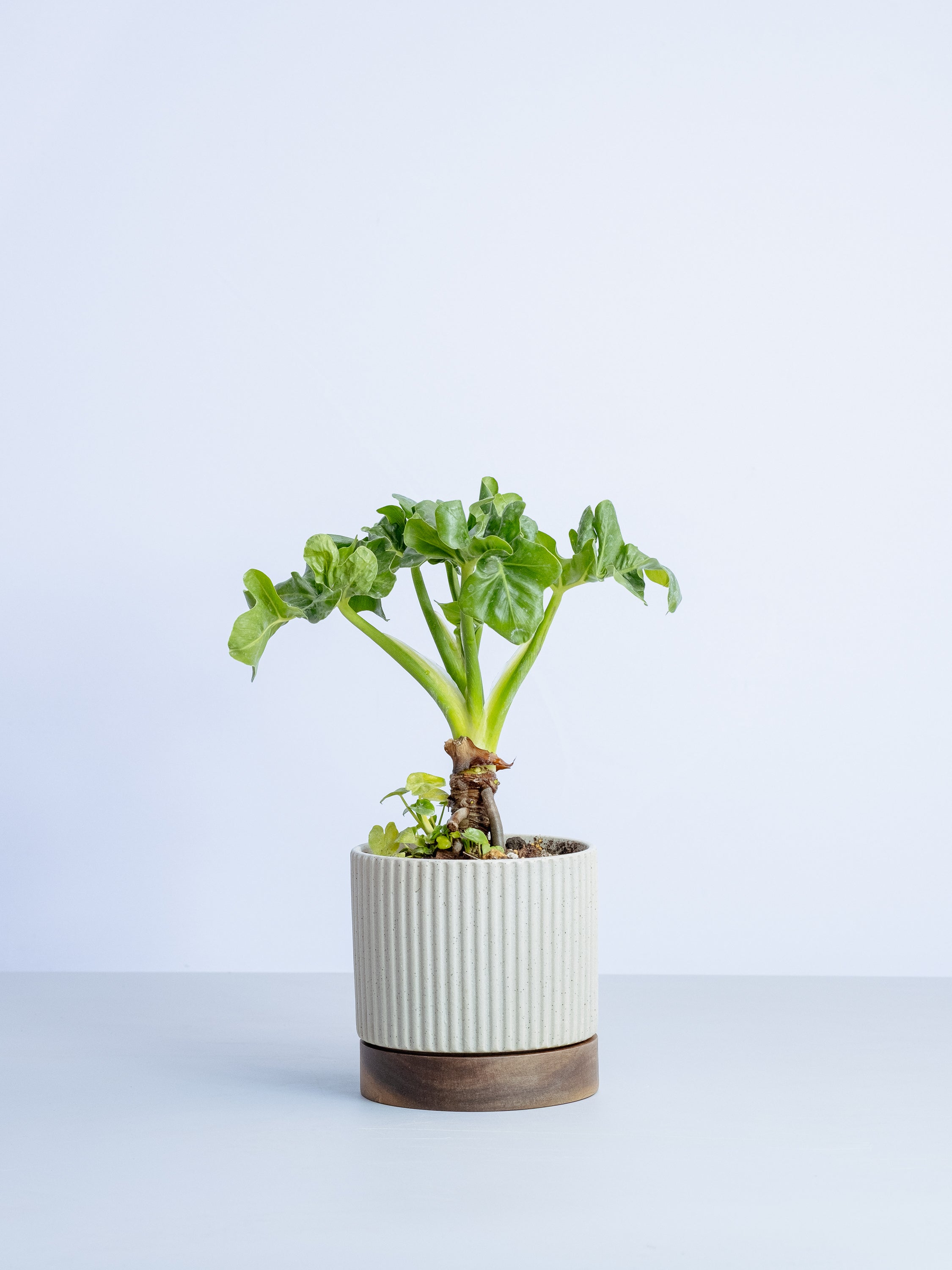 【一点もの】セロームスーパーアトム Table-L #2