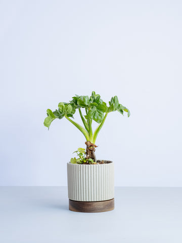 【一点もの】セロームスーパーアトム Table-L #2