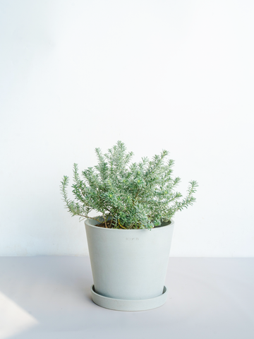 ウェストリンギア S