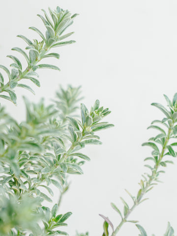 ウェストリンギア S