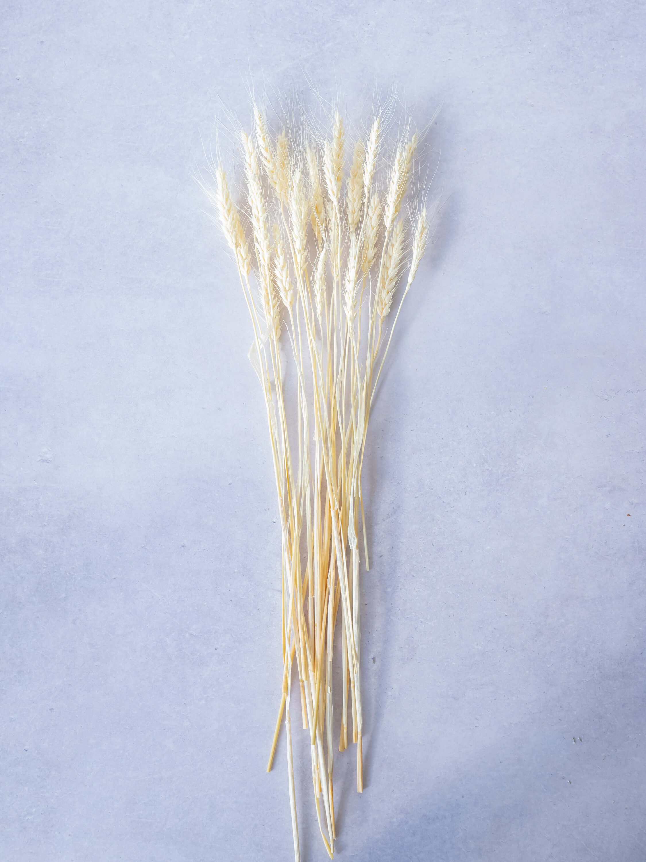 ドライ花材 小麦 ホワイト