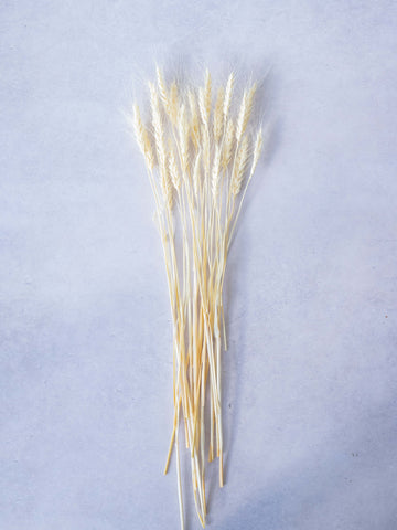ドライ花材 小麦 ホワイト