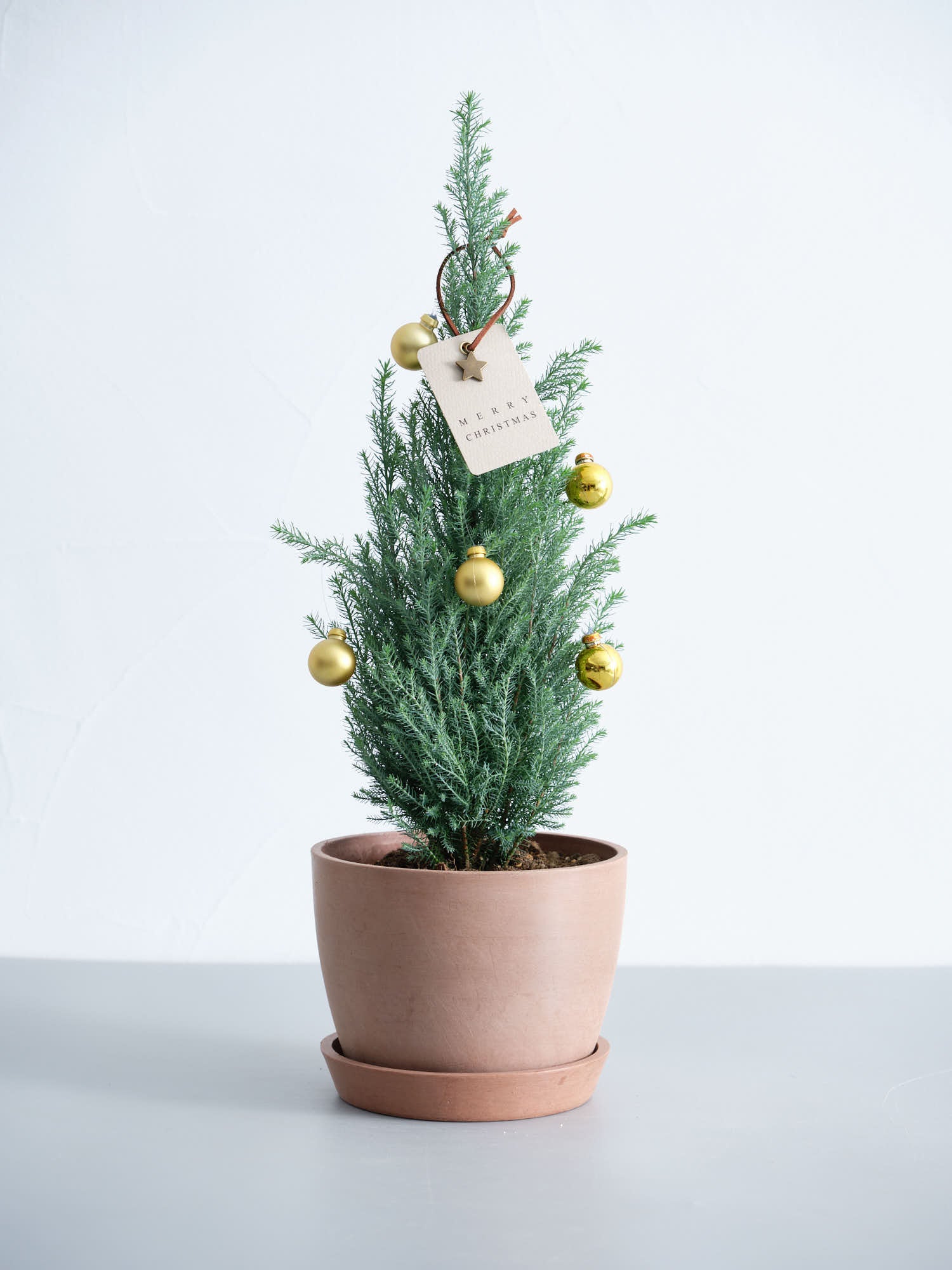 【クリスマス】ローソンヒノキ ”シルバースター”  -ゴールド- Table-L