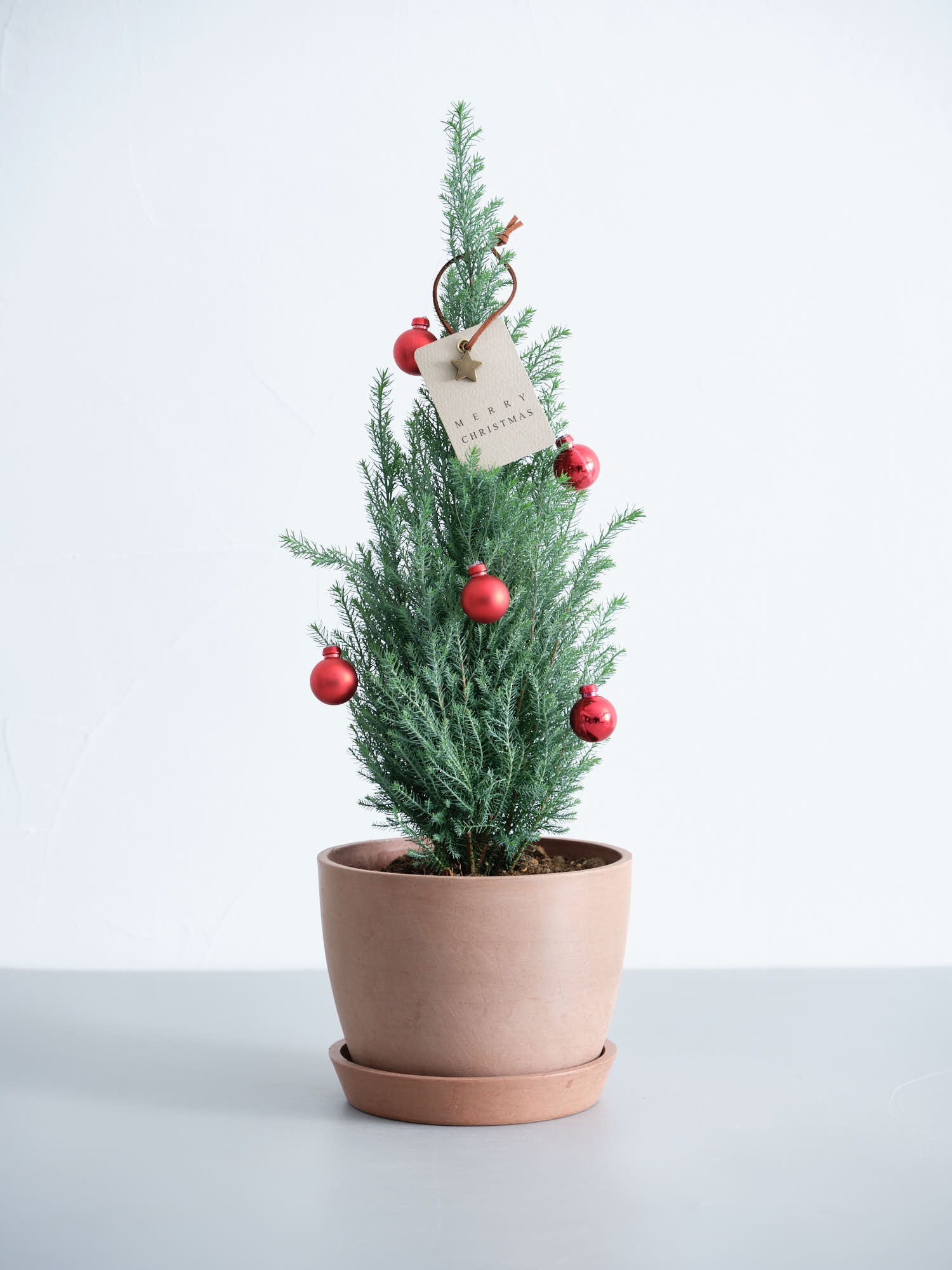 【クリスマス】ローソンヒノキ ”シルバースター”  -レッド- Table-L