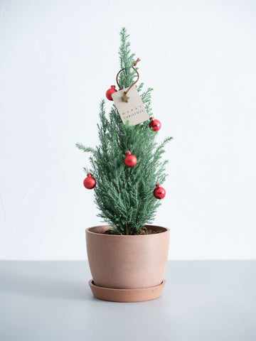 【クリスマス】ローソンヒノキ ”シルバースター”  -レッド- Table-L